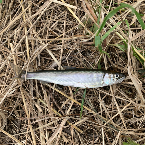 コアユの釣果