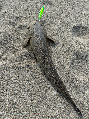 マゴチの釣果