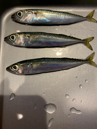 マサバの釣果