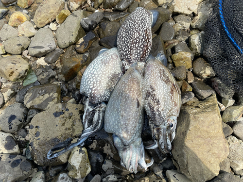 シリヤケイカの釣果