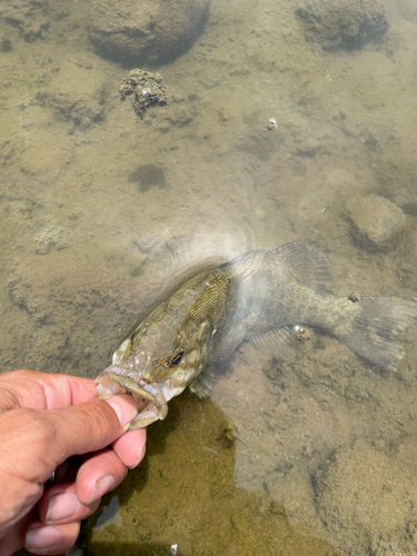 スモールマウスバスの釣果