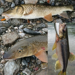 ニゴイの釣果