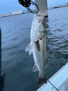 シーバスの釣果