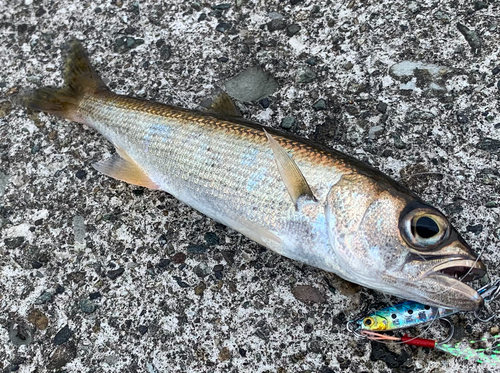 ムツの釣果