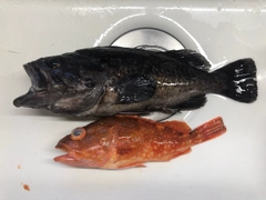 クロソイの釣果