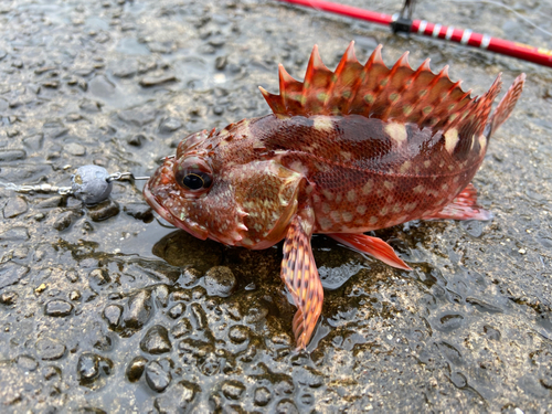 カサゴの釣果