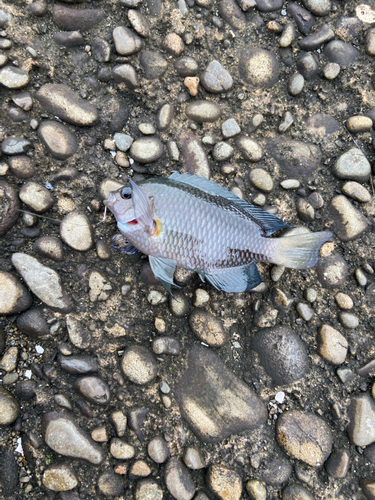 クロスズメダイの釣果