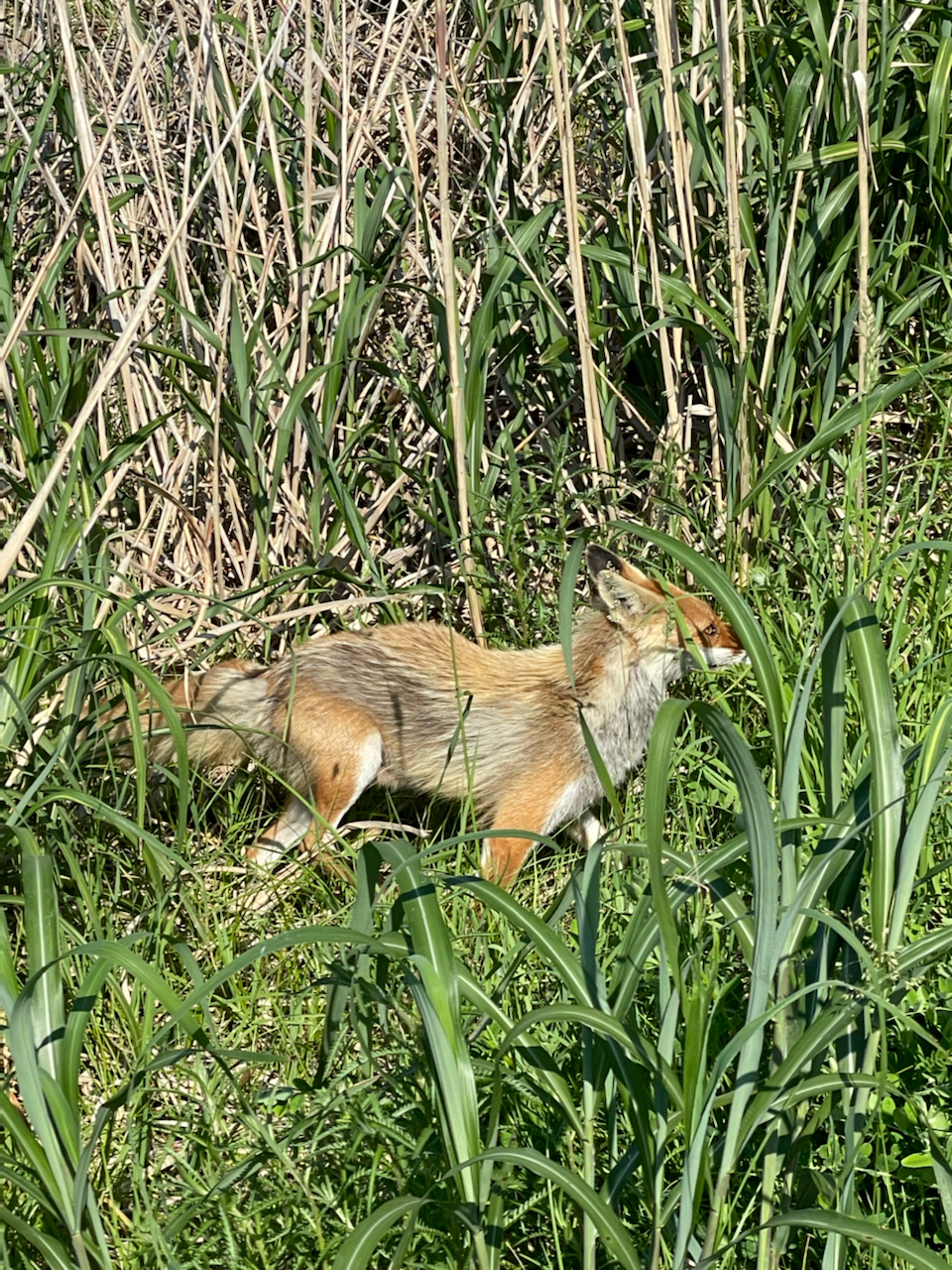 カレイ