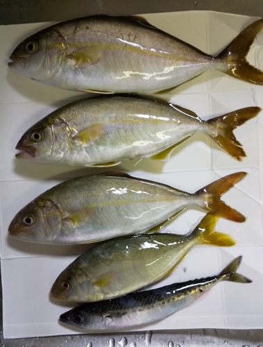 ショゴの釣果