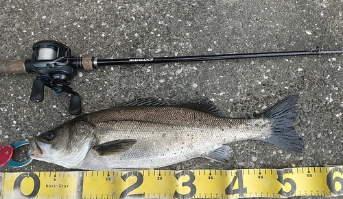 シーバスの釣果