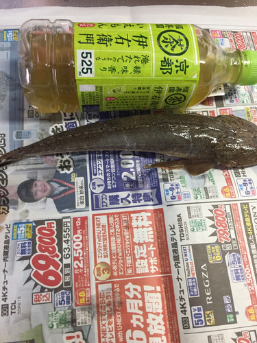 マゴチの釣果