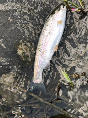 ニジマスの釣果