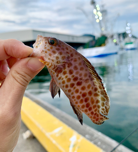 オオモンハタの釣果