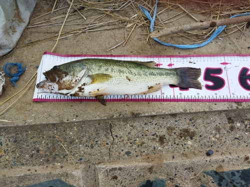 ブラックバスの釣果