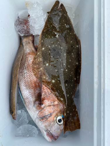 マダイの釣果