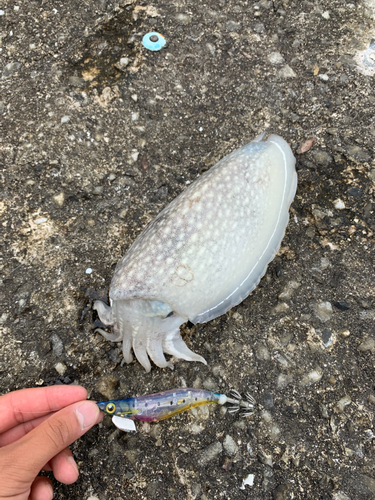 シリヤケイカの釣果