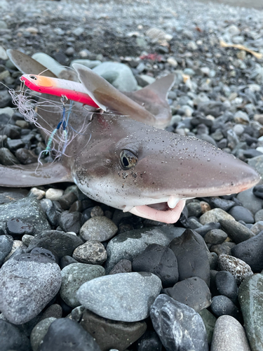 サメの釣果