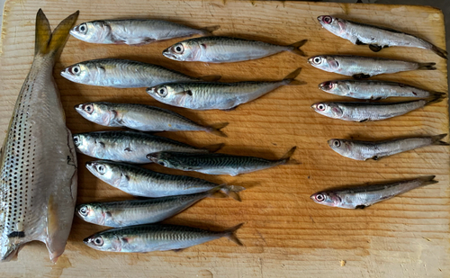 サバの釣果