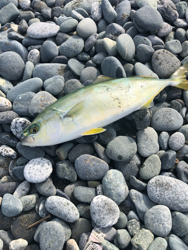 ワカシの釣果