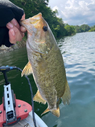 スモールマウスバスの釣果