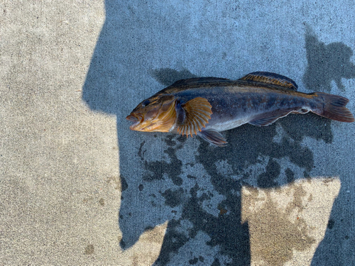 アイナメの釣果