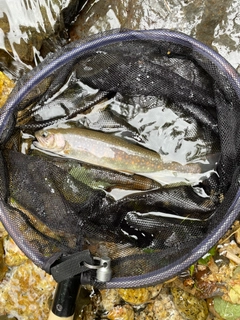 イワナの釣果