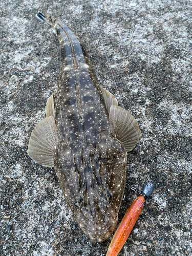 マゴチの釣果