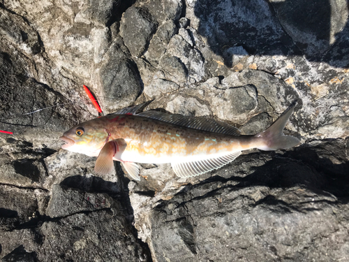 ホッケの釣果