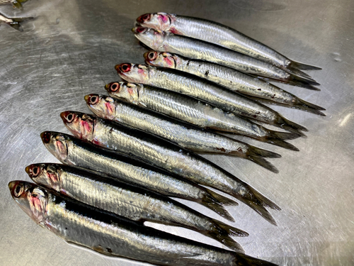 イワシの釣果