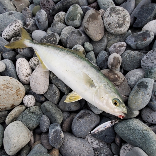 ワカシの釣果