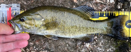 スモールマウスバスの釣果