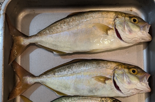 ショゴの釣果