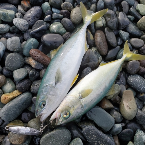 ワカシの釣果