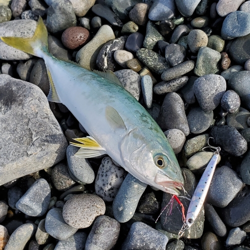 ワカシの釣果