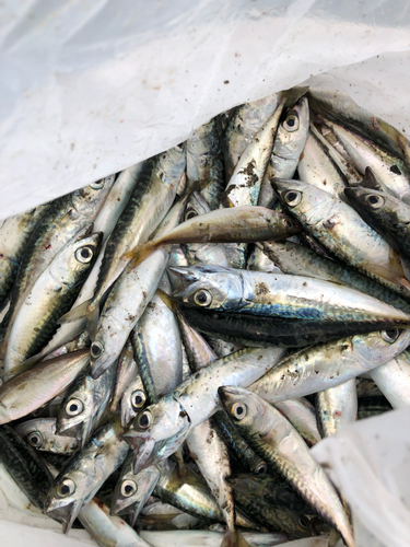 サバの釣果