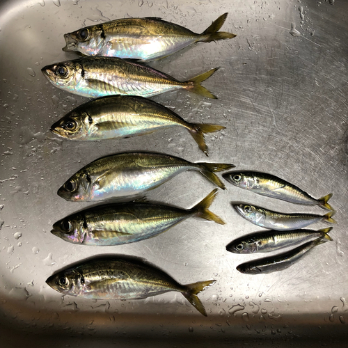 アジの釣果