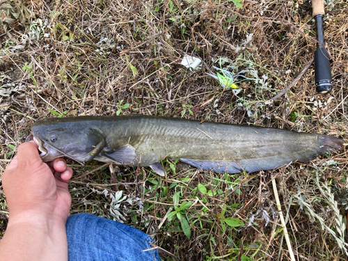 ナマズの釣果