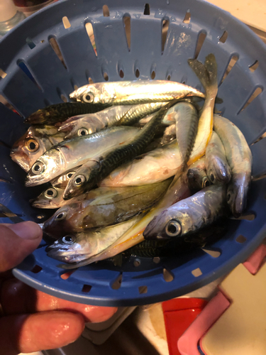 サバの釣果