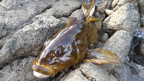 アイナメの釣果