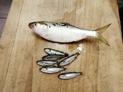 コノシロの釣果