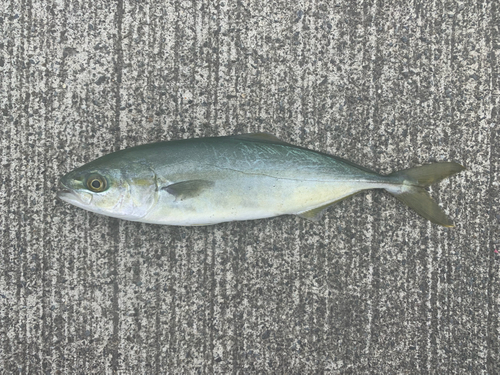 ワカシの釣果