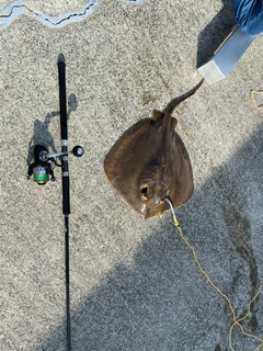 エイの釣果