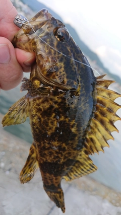 タケノコメバルの釣果