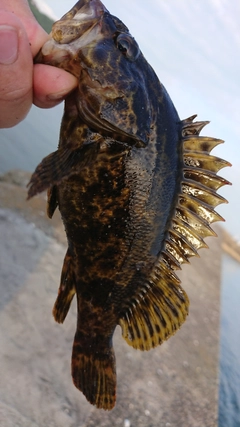 タケノコメバルの釣果