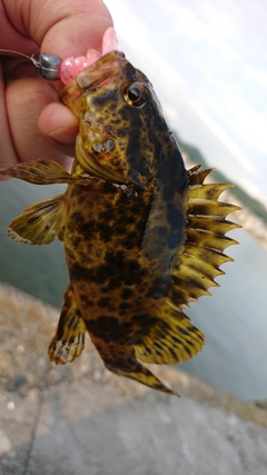 タケノコメバルの釣果