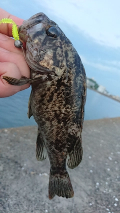 クロソイの釣果