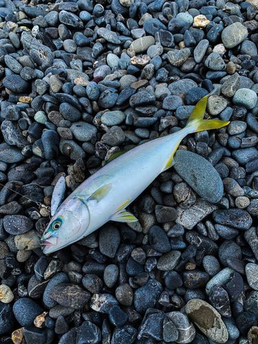 ワカシの釣果