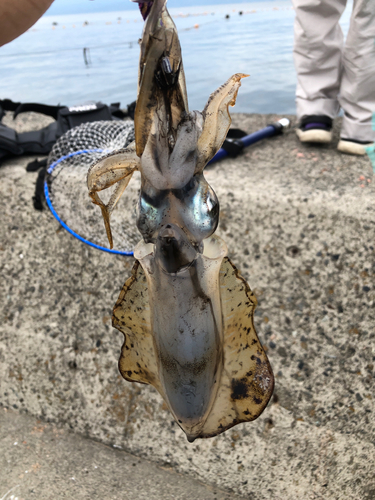 アオリイカの釣果