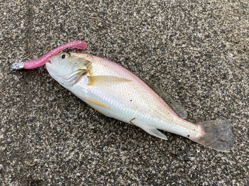 イシモチの釣果