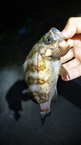 メバルの釣果